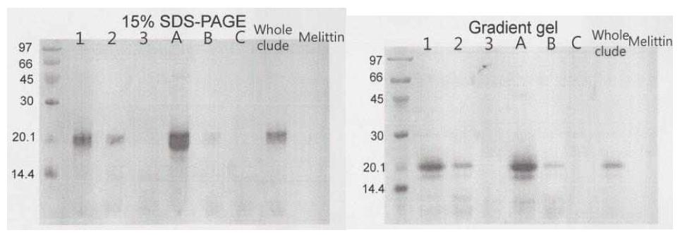 1차 제조된 분획의 SDS-PAGE 결과