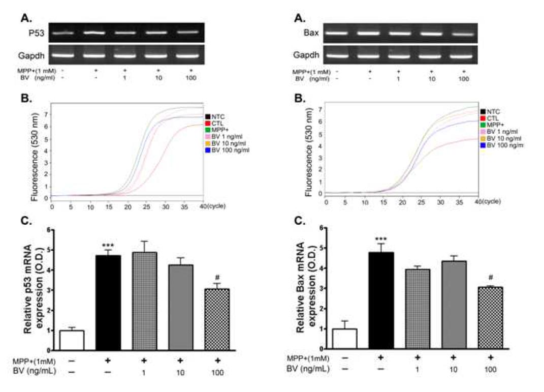 Effect of Bee venom(BV) on the expression level of p53 and Bax mRNA in SH-SY5Y cells