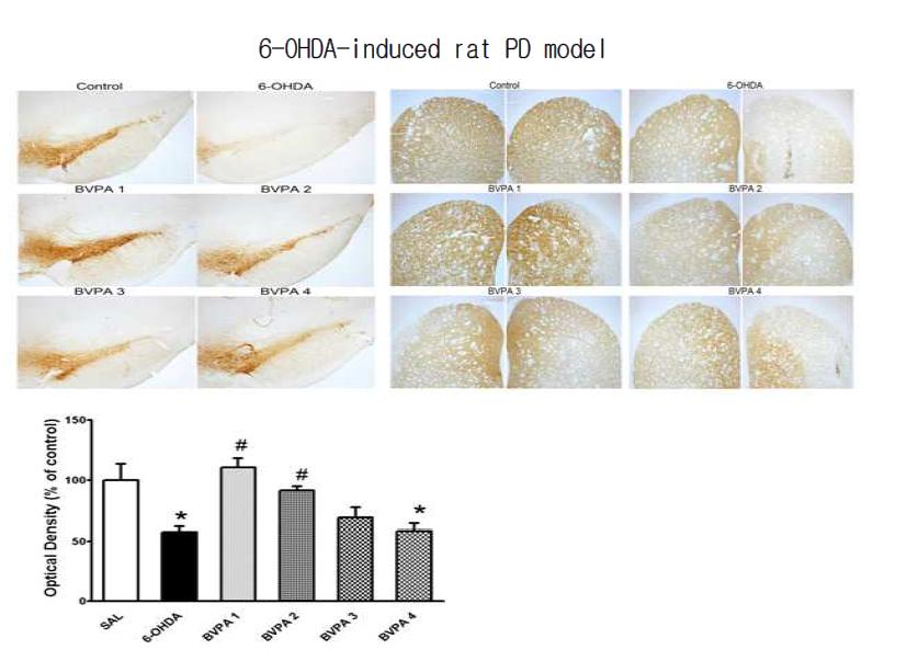 Protective effects of BVPA were evaluated against 6-OHDA-induced neuronal death in PD rat model