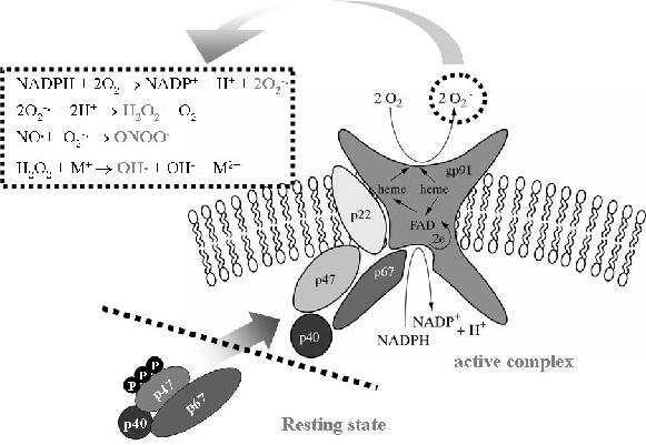 NADPH 산화효소는 다섯 개의 소단위체로 구성되어 있으며, p47phox, p67phox, p40phox는 세포질에 존재하는 소단위체이며, gp91phox, p22phox는 세포막에 존재하는 소단위체이다. p47phox가 인산화가 되면 세포질 단위체들은 세포막으로 이동하여 세포막 소단위체들과 결합하여 활성화된다. 활성화된 NADPH 산화효소로부터 활성산소군이 생성된다.
