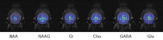 정상군(mouse)의 T2-강조 자기공명영상과 화학적이동영상(Chemical Shift Imaging: CSI)을 이용한 대사물질의 분포정도를 나타내는 대사영상. 각각의 다양한 종 류의 대사영상이 표출되어 있음.