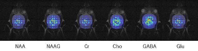 분획된 봉독제제에 의해 처치된 파킨슨질환 동물모델(mouse)의 T2-강조 자기공명영상과 화학적이동영상(Chemical Shift Imaging: CSI)을 이용한 대사영상. 각각의 다양한 종류의 대사영상이 표출되어 있음.