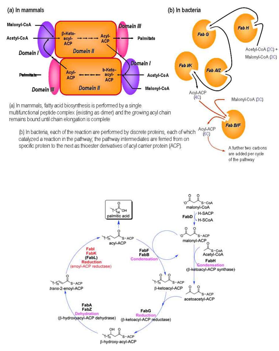 Fatty acid biosynthesis mechanism
