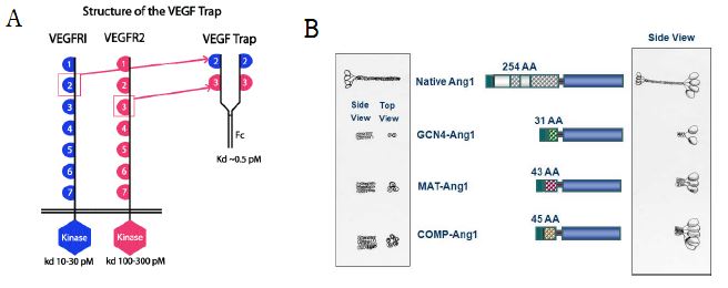 Figure 1. VEGF- trap (A) 와 COMP- Ang1 (B)의 구조