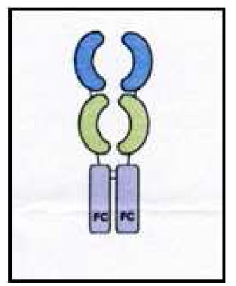 Figure 1. VEGF- Trap 의 구조