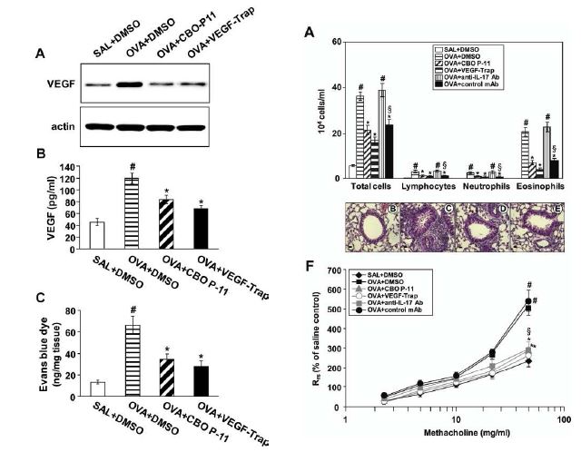 Figure 2. Protective effects of VEGF- Trap on allergic airway disases as a vascular targeting agent