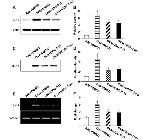 Figure 3. Effect of CBO- P11 or VEGF- Trap on the expression of IL- 17 in lungs of OVA- sensitized and - challenged mice.