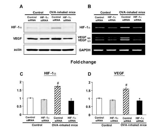 Figure 4. Expression of HIF- 1a and VEGF in bronchial epithelial cells of OVA- inhaled mice.