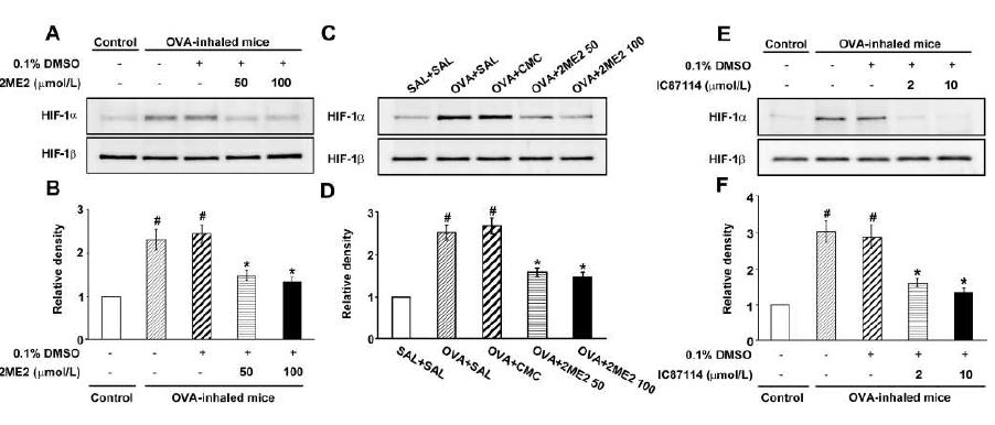 Figure 5. Effect of 2ME2 or IC87114 on HIF- 1a and HIF- 1b levels in OVA- inhaled mice.