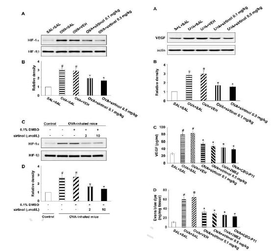 Figure 6. I. Effect of sirtinol on HIF- 1a and HIF- 1b levels in nuclear protein extracts from lung tissues (A and B) and from primary cultured tracheal epithelial cells (C and D) of OVA- sensitized and - challenged mice