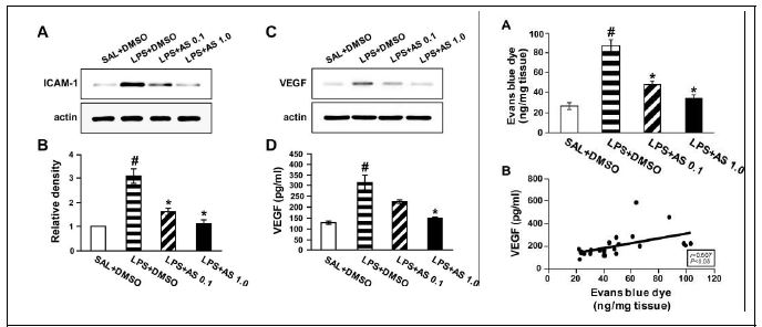 Figure 8. Effect of AS 605240 on the levels of ICAM- 1 and VEGF protein in lungs of LPS- treated mice