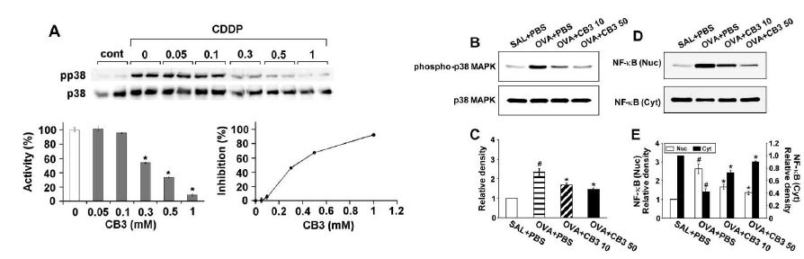 Figure 11. CB3 decreases phospho- p38 MAPK levels and NF- κB p65 activity