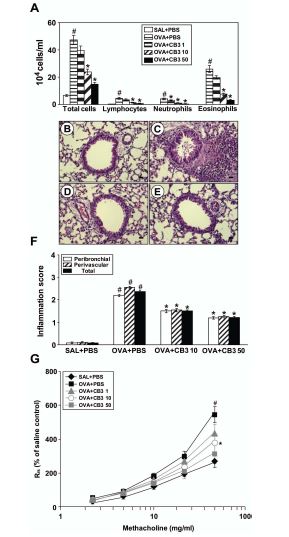 Figure 12. Effect of CB3 on changes in BAL fluids (A), pathologic changes in lung tissues (B- F), andairway responsiveness (G) of OVA- sensitized and - challenged mice.