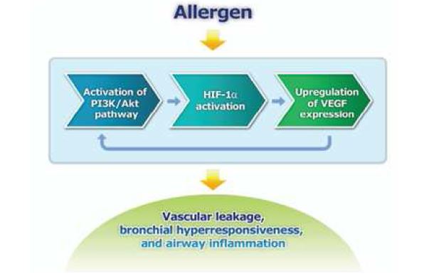 Figure 1. The proposed mechanism of PHV axis in allergen induced lung injury