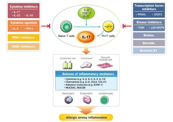 Figure 2. Potential strategies to regulate the IL- 17 pathway for the treatment of asthma.