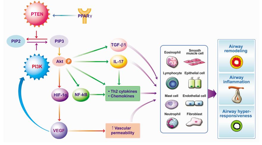 Figure 4. Schematic representation of the possible mechanisms of the PTEN/PI3K signaling pathway in asthma.