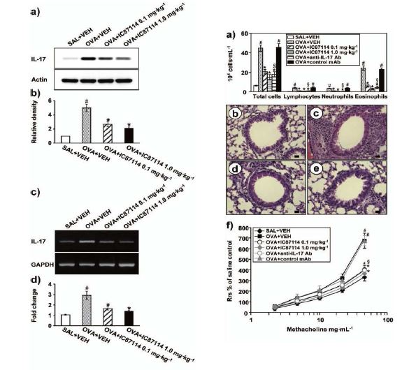 Figure 5. I. Effect of IC87114 on IL- 17 protein levels and mRNA expression in lung tissues of OVA- sensitized and - challenged mice.