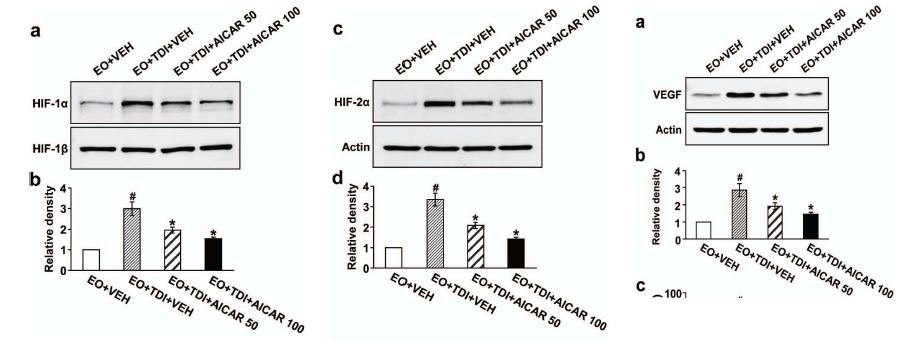 Figure 10. Effect of AICAR on levels of HIF- 1α, HIF- 1β, HIF- 2α and VEGF in lung tissues.