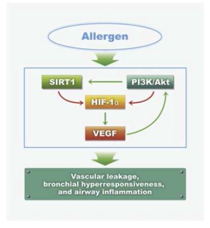 Figure 11. A proposed mechanism for the involvement of SIRT1 in allergic airway diseases.