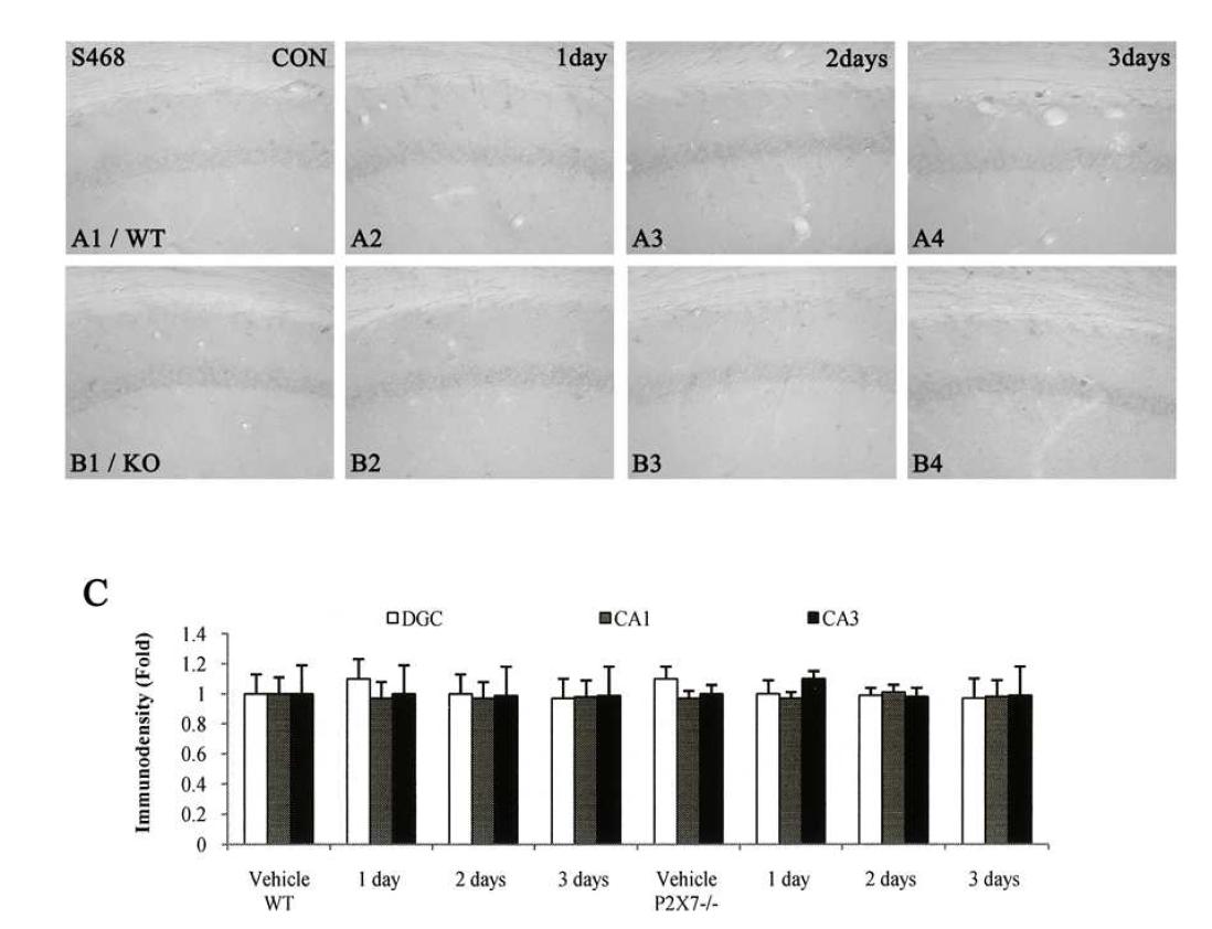 p65-Ser468 NF-κB phosphorylation induced by LPS injection