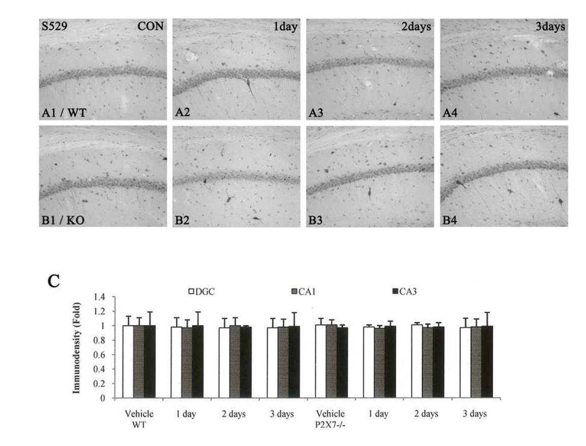 p65-Ser529 NF-κB phosphorylation induced by LPS injection