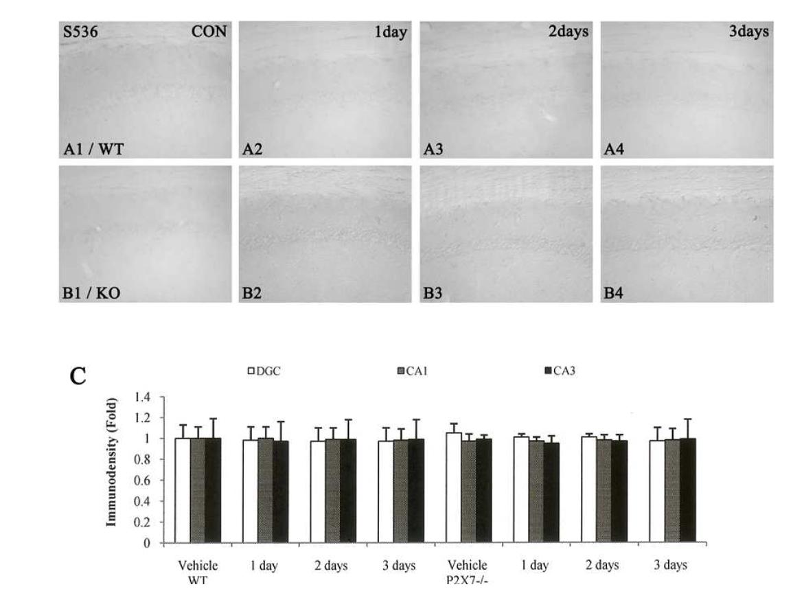 p65-Ser536 NF-κB phosphorylation induced by LPS injection