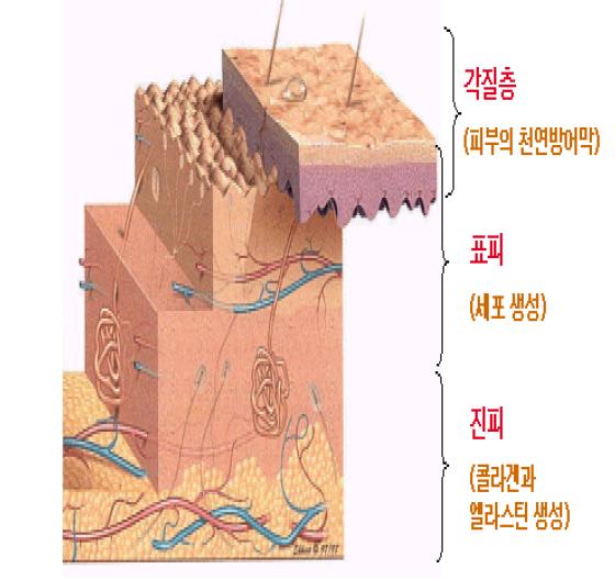 construction of skin.