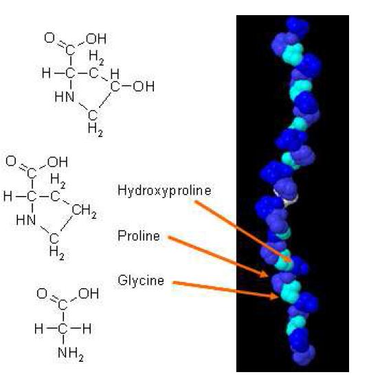 Collagen structure.