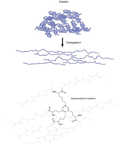 Elastin structure.