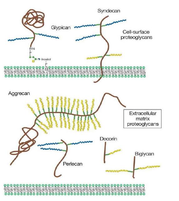 Glycosaminoglycan structure