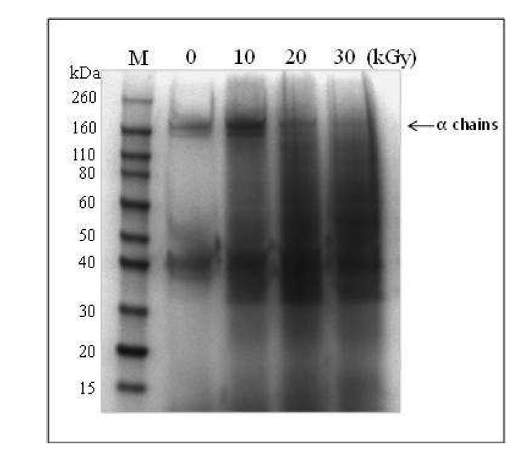 SDS-PAGE analysis of collagen from gamma-irradiated porcine skin