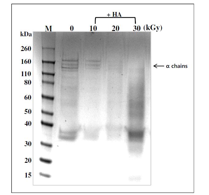 SDS-PAGE analysis of collagen from porcine skin after treatment of HA (0.4%)