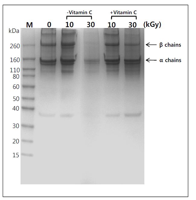 SDS-PAGE analysis of collagen from porcine skin after treatment of Vitamin C (1%)