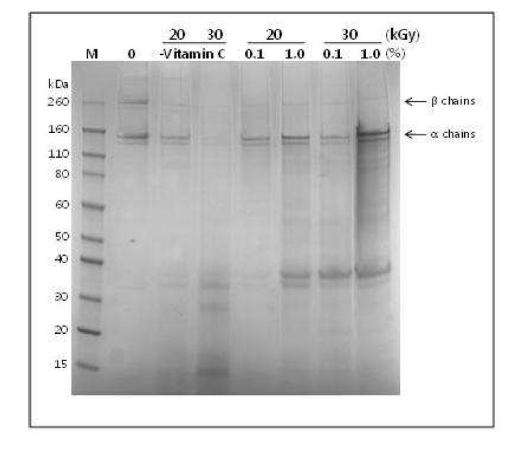 SDS-PAGE analysis of collagen from porcine skin after treatment of different Vitamin C concentration (0.1, 1%)