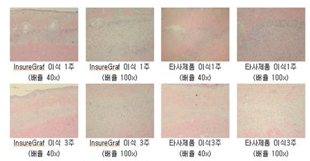 Micro pig 미식1주, 3주후 H&E Staining