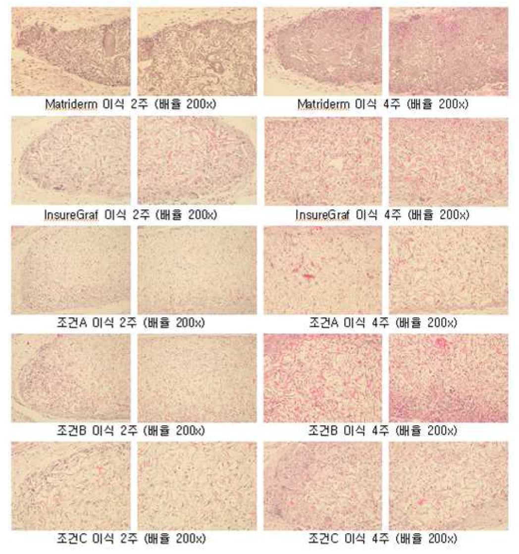 기니아픽 피하이식 2,4주 H&E Staining