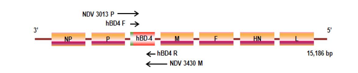 hBD4 를 발현하는 NDV genome 의 모식도