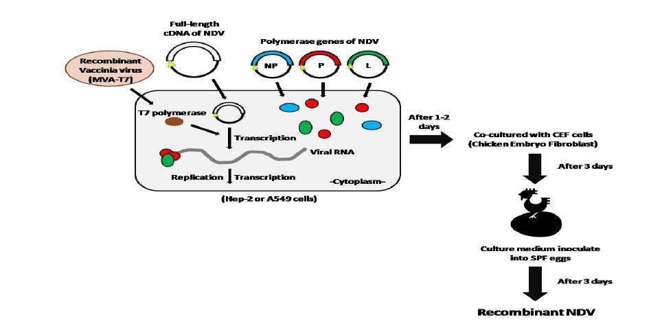 NDV 바이러스를 제작하기위한 reverse genetics system의 모식도