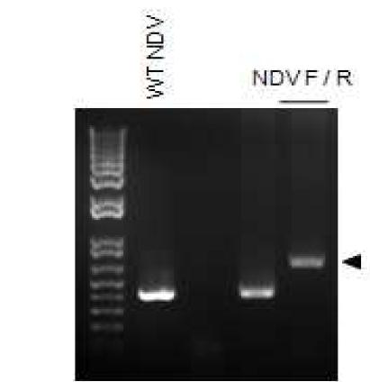 NDV genome 내의 hBD4 유전자의 확인