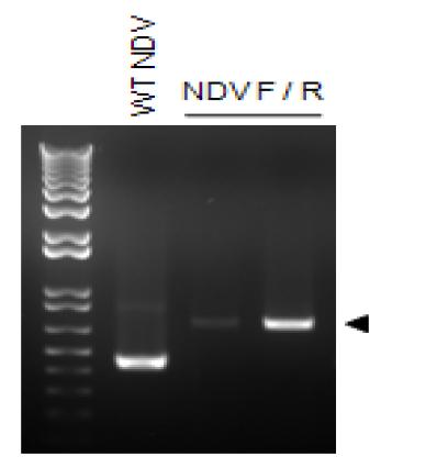 NDV 의 P 유전자와 M 유전자 사이에 있는 hBD4 유전자의 확인