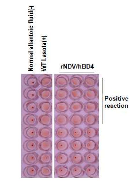 Hemagglutinin assay 결과