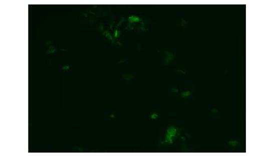 rNDV/ triple hBD4 바이러스에 의한 hBD4 단백질의 발현 여부 확인 (IFA, Alexa488) - 실험군