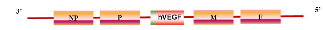 hVEGF 가 삽입된 NDV genome 의 모식도