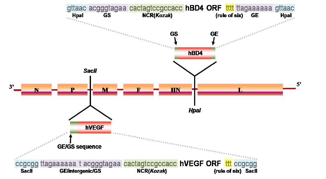 hVEGF 유전자와 hBD4 유전자가 동시에 삽입되어 있는 NDV genome 의 모식도