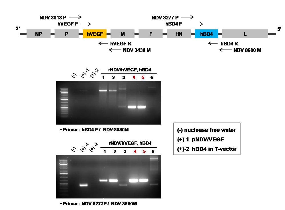 . NDV genome에 hVEGF 유전자와 hBD4 유전자 존재여부 확인을 위한 PCR 결과