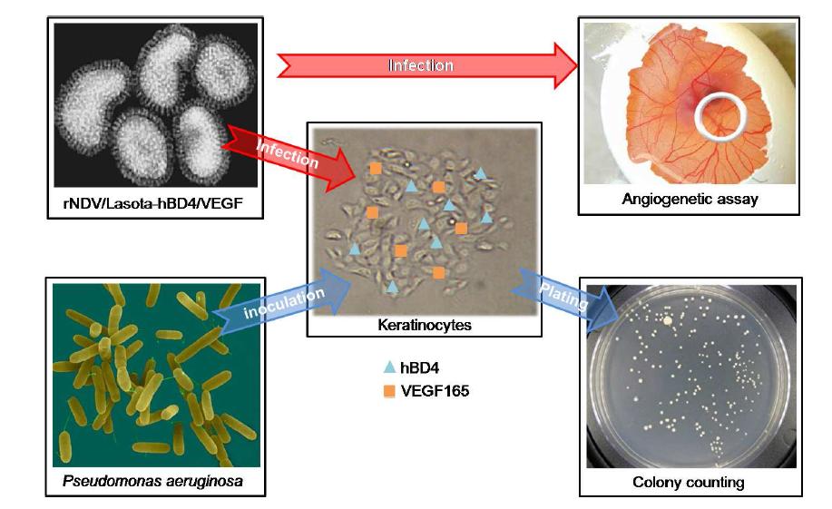 hBD4 와 hVEGF 를 동시에 발현하는 NDV 바이러스의 효능평가 모식도