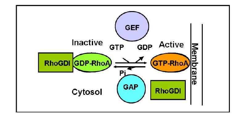 Regulation of Rho GTPase activity