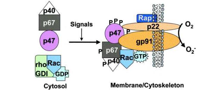 Activation of NADPH oxidase