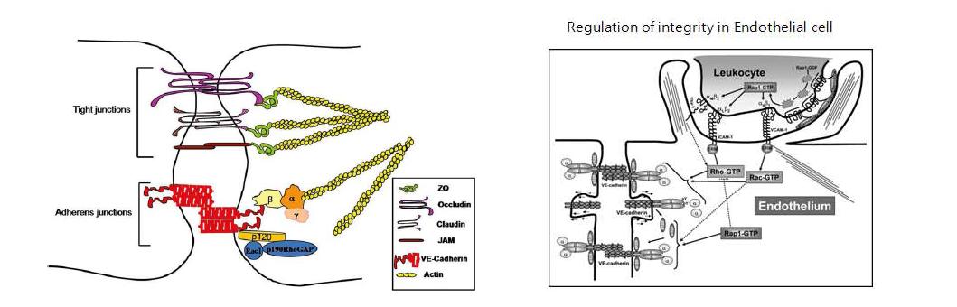 Regulation of Cell-cell interaction