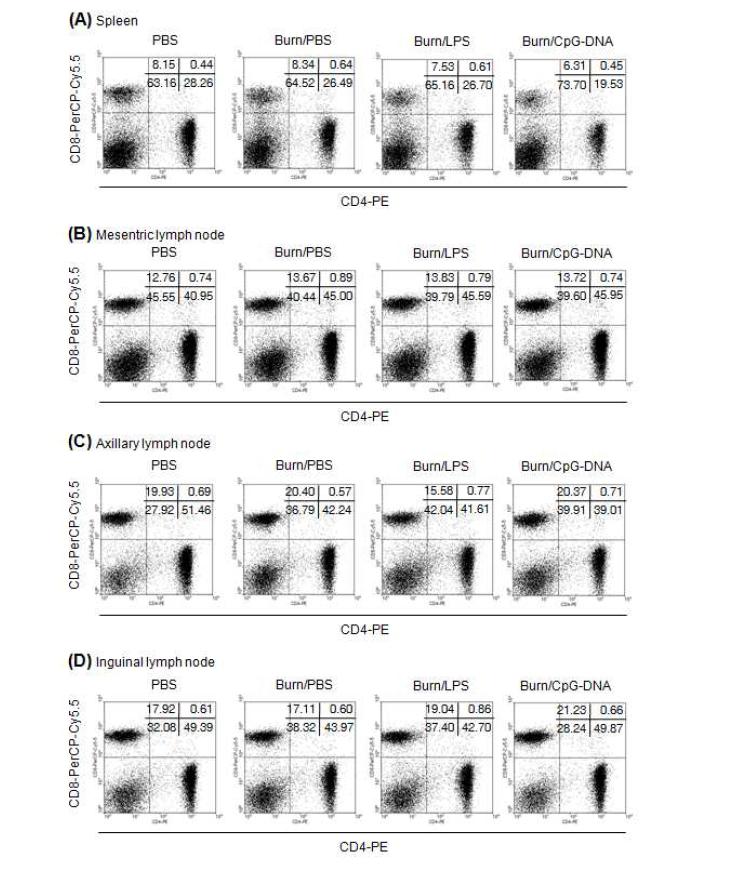 끓는 물로 마우스의 피부에 화상을 유발한 후, 5일 동안 매일 LPS (5 mg/Kg), CpG-DNA (MB-ODN 4531(S)) (2.5 mg/Kg) 를 도포하고 도포한 후 9일 후에 spleen, mesenteric lymph node, axillary lymph node, and inguinal lymph node 에서 면역세포의 분포 변화를 FACS 분석을 통하여 확인함